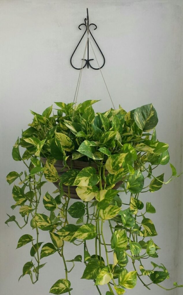 Pothos indoor plants for home decor