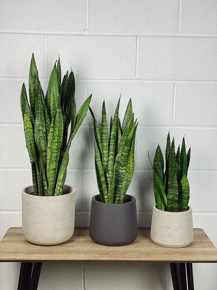 Snake Plant indoor plants for home decor