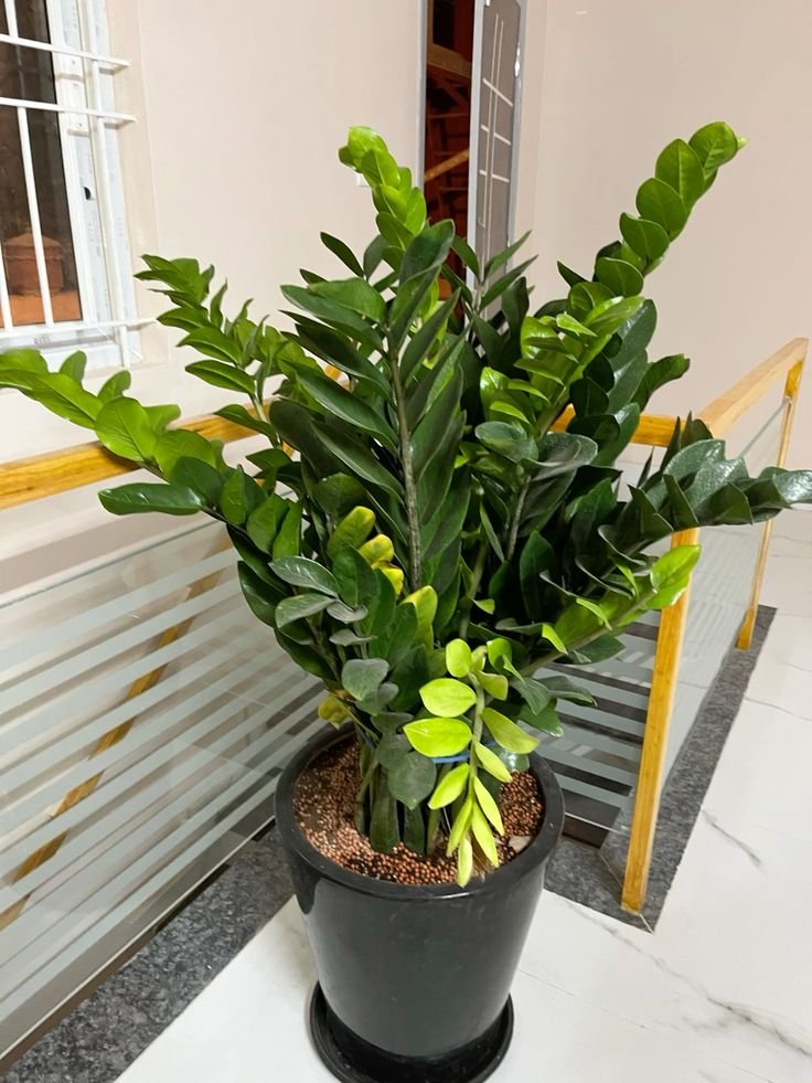 Zanzibar Gem ZZ plant